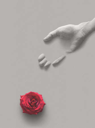 Human gypsum palm and a red rose flower blooming on a gray background. Concept to show that the time of youth is short and death will speedily come. Eccl: 11.10 for childhood and youth are vanity.の写真素材