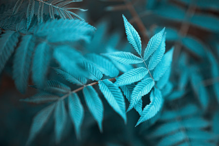 Cyan leaves on a blurry background. Fresh wallpaper conceptの写真素材