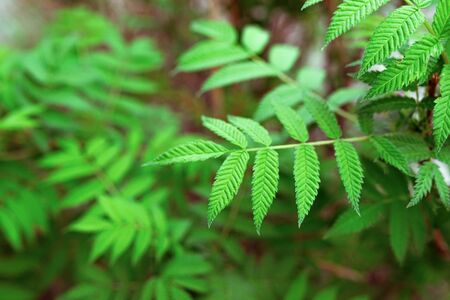 Green leaves on a blurry background. Fresh wallpaper conceptの写真素材
