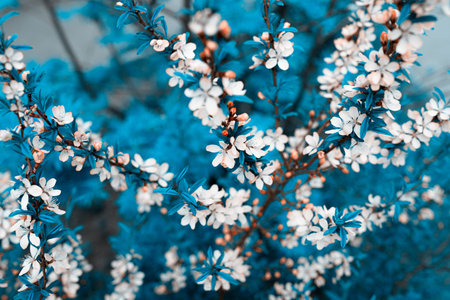 Fresh spring flowers on the branches. Blurred background.の写真素材