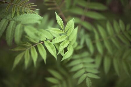 Green leaves on a blurry background. Fresh wallpaperの写真素材