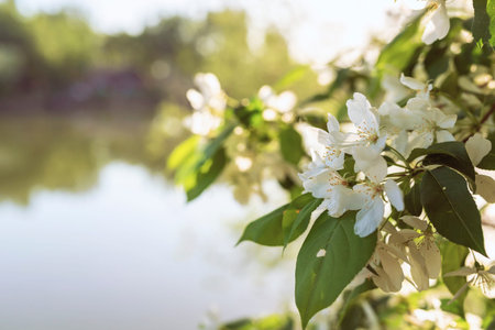 Apple blossom with sunlight, springtime. Copy space.の写真素材