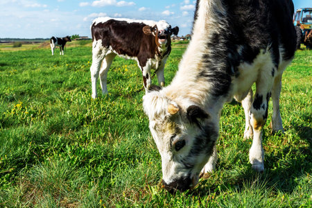 Cows graze on a green meadow. Rural landscape. Pasture in the village in summer and blue skyの写真素材