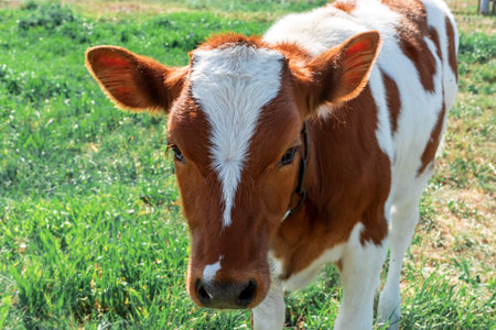 Portrait of a brown spotted cow close-up.の写真素材