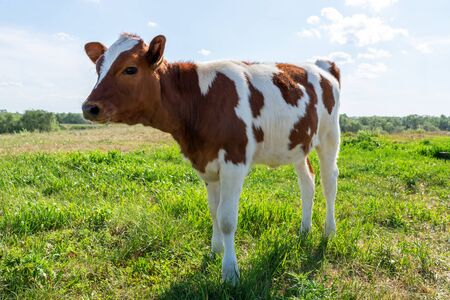 A brown spotted cow in a green meadow looks at the camera.の写真素材