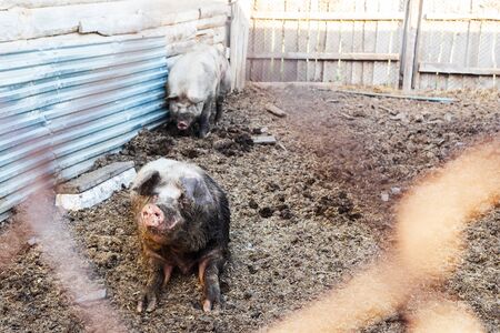 Boar and sow in the pen. The hog is lying on the ground, and the pig is digging the ground with its snout. Livestock productionの写真素材