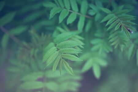 Green leaves on a blurry background. Fresh wallpaper conceptの写真素材