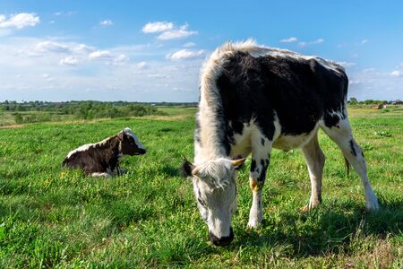 Cows graze on a green meadow. Rural landscape. Pasture in the village in summer and blue skyの写真素材