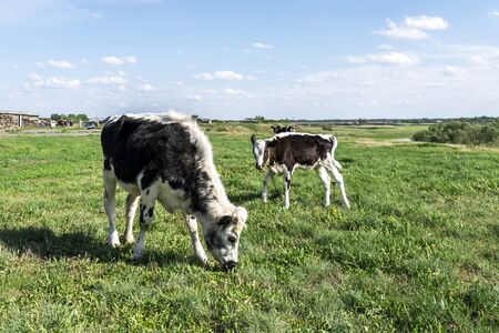 Cows graze on a green meadow. Rural landscape. Pasture in the village in summer and blue skyの写真素材