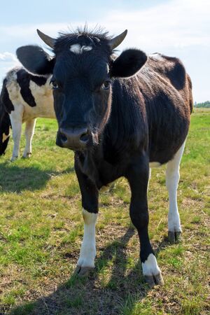 Cows graze on a green meadow. Rural landscape. Pasture in the village in summer and blue skyの写真素材