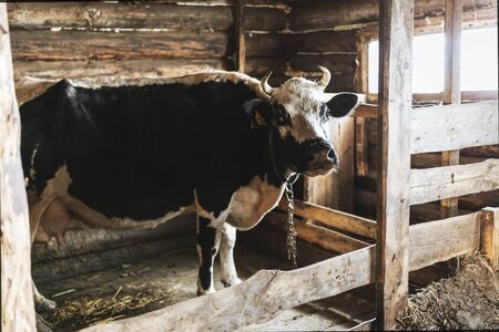 Horned black and white cow in the paddock.の写真素材