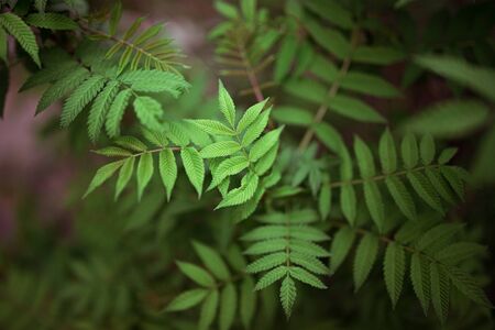Green leaves on a blurry background. Fresh wallpaper conceptの写真素材