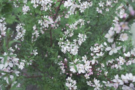 Fresh spring flowers on the branches. Blurred background.の写真素材