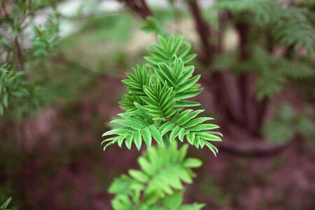 Green leaves on a blurry background. Fresh wallpaper conceptの写真素材