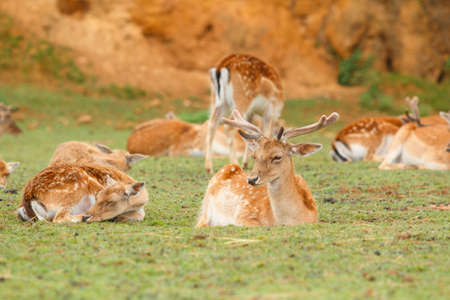 Fallow deer group lying on the grass.の写真素材