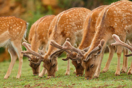 Fallow deer group grazingの写真素材