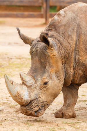 Rhino walking on a sandy areaの写真素材