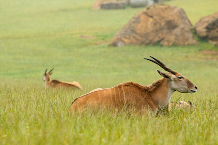 Know antelope lying on the grass.