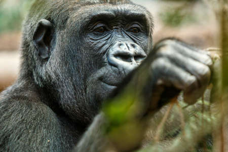 Smiling gorilla playing with some branchesの写真素材