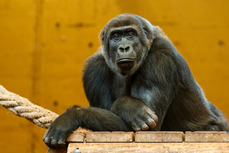 Black gorilla looking at camera in relaxed pose on yellow background