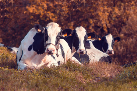 three cows with black and white spots lying on the grass ground and looking at the camera