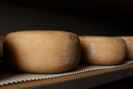 Production of artisanal cheese. In the curing process.