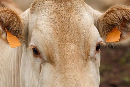 Blonde Monchina cow Bos taurus typical of northern Spainの写真素材