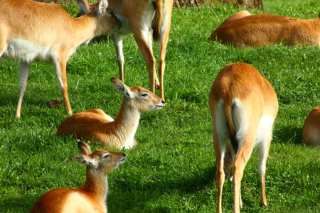 Antelope, calmly resting and eating outdoors in natureの写真素材