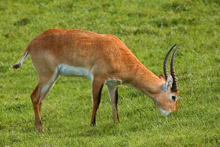 Antelope, calmly resting and eating outdoors in natureの写真素材