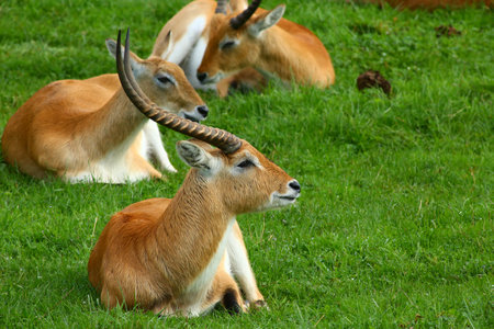 Antelope, calmly resting and eating outdoors in natureの写真素材