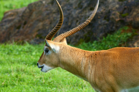 Antelope, calmly resting and eating outdoors in natureの写真素材