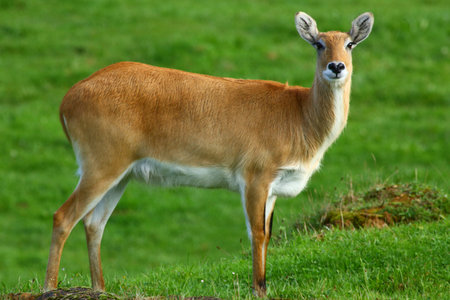 Cobo Lichi antelope, calmly resting and eating outdoors in natureの写真素材