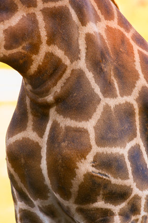 Closeup of Giraffe outdoorsの写真素材