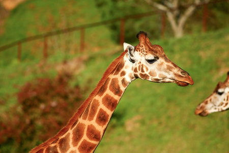 Closeup of Giraffe outdoorsの写真素材