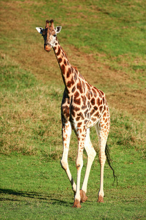 Closeup of Giraffe outdoorsの写真素材