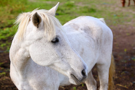 Close-up of a beautiful horse outdoors grazing grassの写真素材