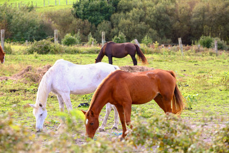 Several horses outdoors grazing grass