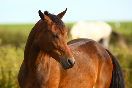 Close-up of a beautiful horse outdoors grazing grassの写真素材