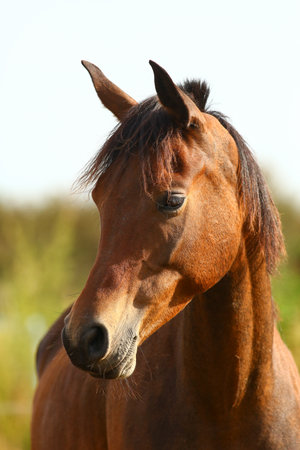 Close-up of a beautiful horse outdoors grazing grassの写真素材