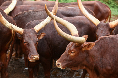 a group of ankole watusi animals outdoorsの写真素材