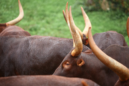 a group of ankole watusi animals outdoorsの写真素材