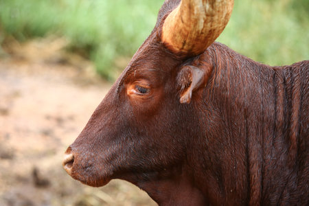 a group of ankole watusi animals outdoorsの写真素材