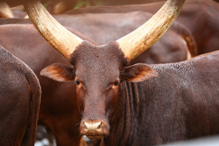 a group of ankole watusi animals outdoorsの写真素材