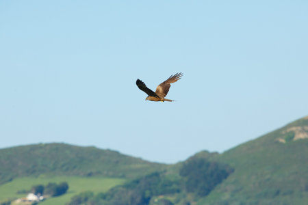 A kite bird of prey flying over the terrain in search of food