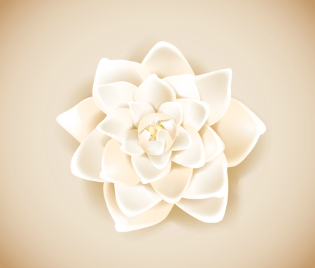 Blossoming white flower isolated in background. Spring Rose, camellia flower.のイラスト素材