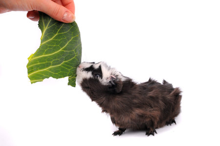 guinea pig on the white background