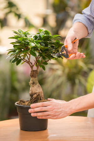 Close-up. Male florist pruning a plant in the greenhouse.の写真素材