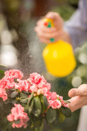 Male florist spraying flowers in flower shop. Focus on flowers.の写真素材