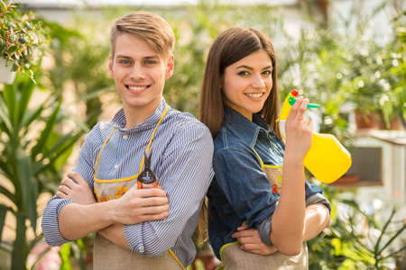 Two young handsome florists working in greenhouse.の写真素材