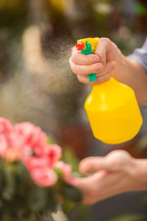 Male florist spraying flowers in flower shop.の写真素材